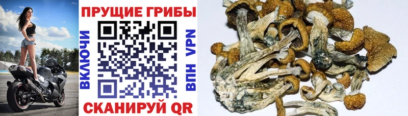 Купить  Владивосток  Псилоцибиновые грибы Psilocybe 